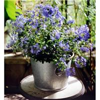 Bac à plantes galvanisé Zinc 13L diam. 33 x h. 25,5 cm