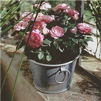 Bac à plantes galvanisé Zinc 13L diam. 33 x h. 25,5 cm