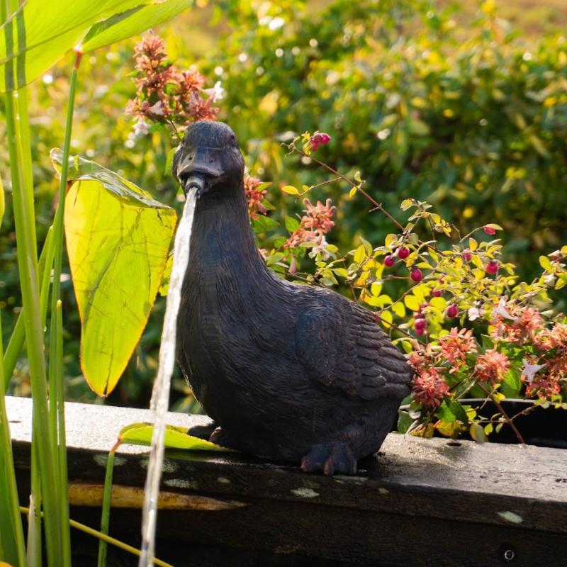 Plante immergée - Canard