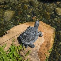 Sujet cracheur Tortue L 21cm x H 14cm                                           