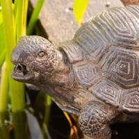 Sujet cracheur d'eau Tortue                                                     