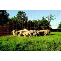 Filet clôture électrique mouton, 50M